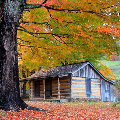 Hunting Cabin stting in the Woods in the Fall
